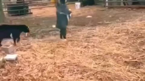 Funny animals 🤣🤣🤣