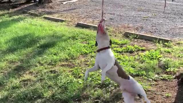 Hilarious Dog Hanging Around