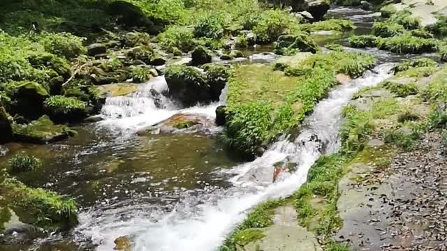 video up shot of river in the forets