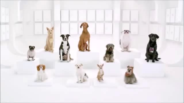 10 Funny Dog Commercials
