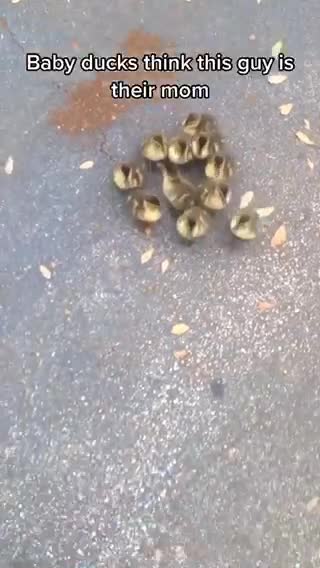 Baby ducks thinks this guy is their mom ☺️
