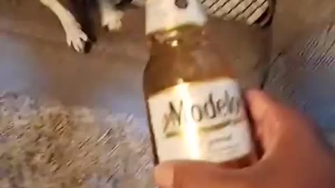 Nem vem kkkk..