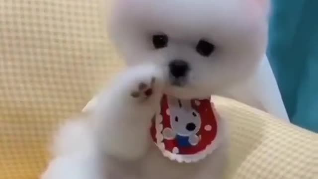 Cute Puppy Video 🥰