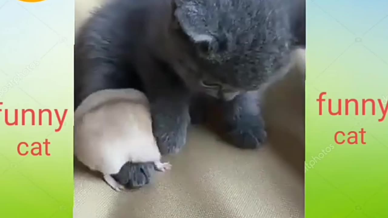 cute and funny kittens