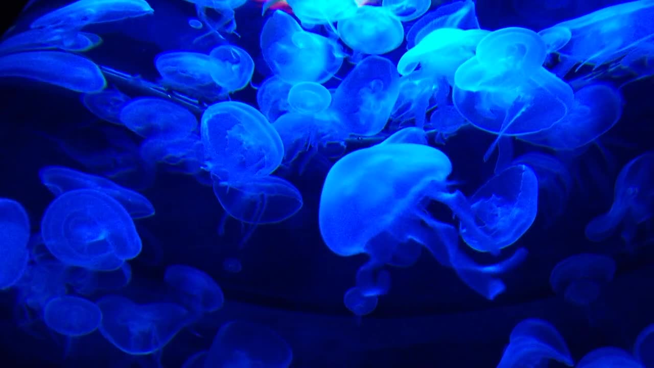 Amazing Blue Jellyfish in the sea