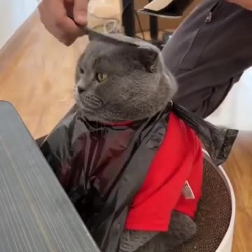 Cat cut hair