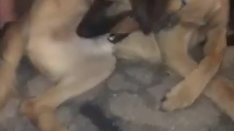 Dog bites own back leg