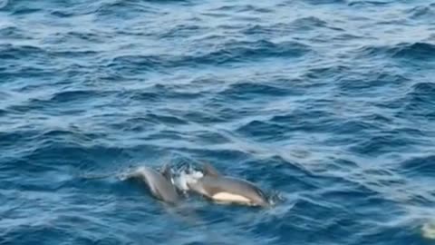 All About Dolphins: Fascinating Facts and Incredible Insights on These Amazing Marine Mammals #fish