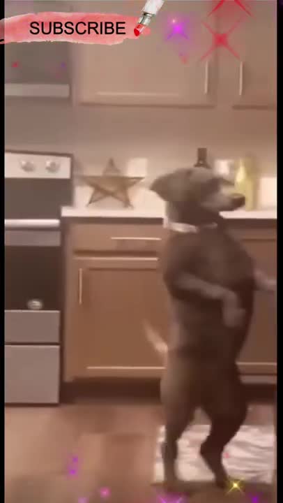 .5 Most Bizarre Animal Videos You Won't Believe #shorts