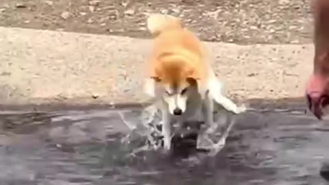 Funny Animals Videos