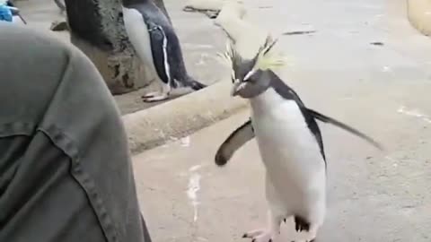 Headbanger penguin 🤣