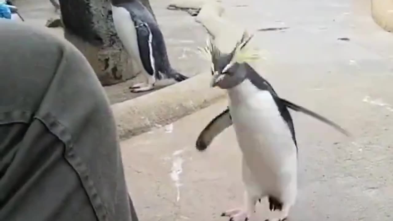 Headbanger penguin 🤣