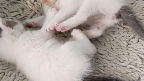 Little kittens play
