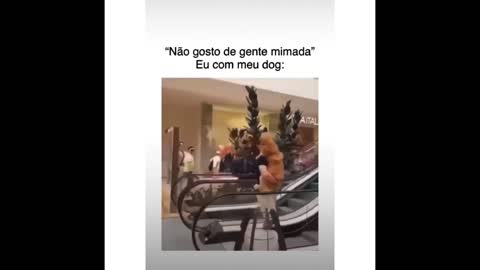 Não gosto de gente mimada/ DOG