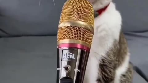 Cat Singing Song☺ #shorts