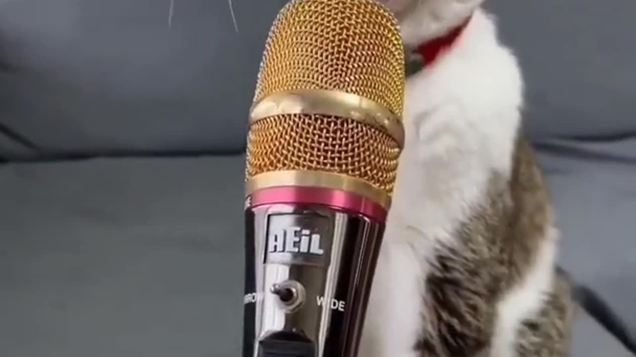 Cat Singing Song☺ #shorts