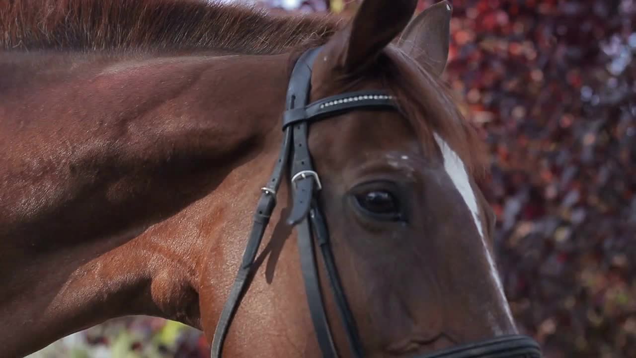 Head and eyes of an adult dark horse