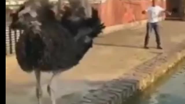 animals funny videos