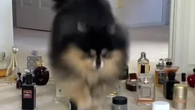 Dogs can jump over my perfume [funny videos]