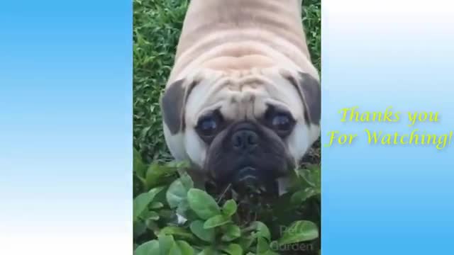 Try not to Laugh 🤣 🤣 back to back| Cute pets Complition funny memes