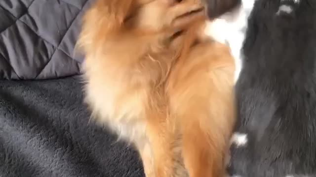 Bunny is Being a Little too Friendly with Dogs