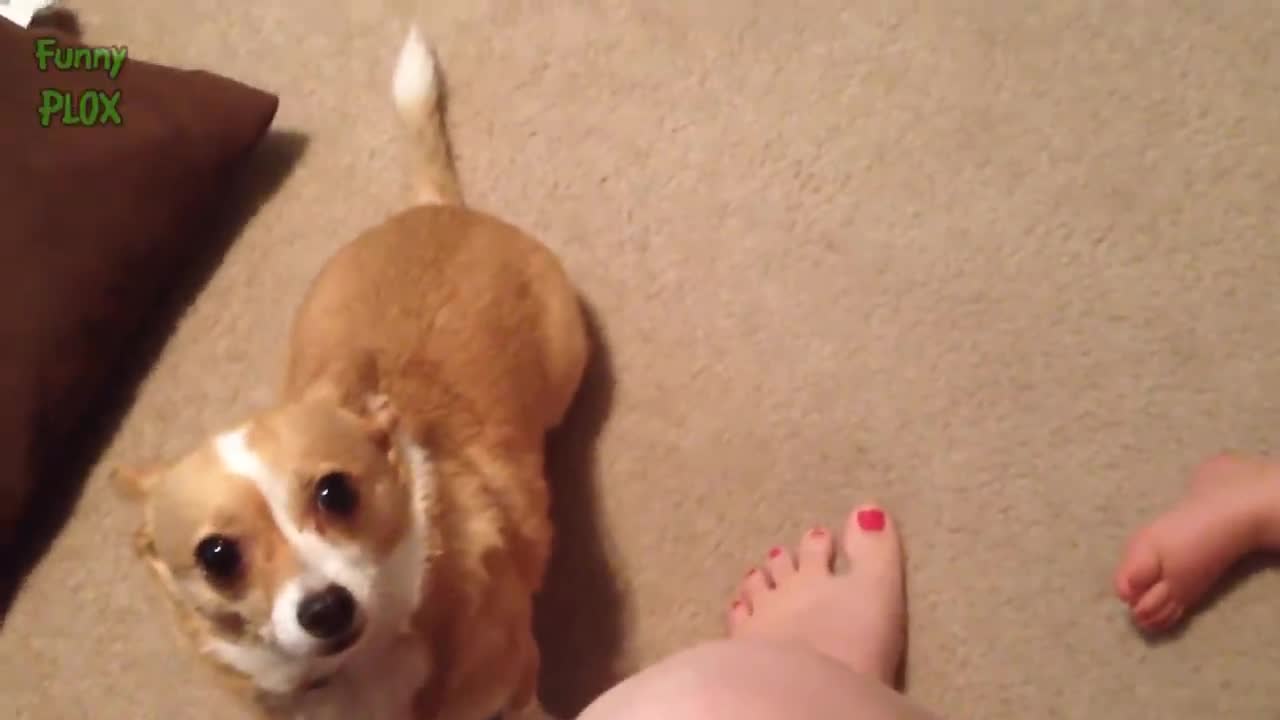 Babies and Puppies Playing Together Compilation part1