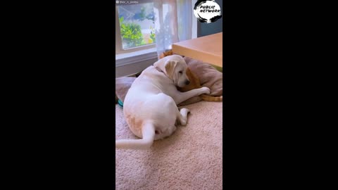 WATCH THIS TWO CUTE PUPPY AND CAT GROW UP TOGETHER 😍😍