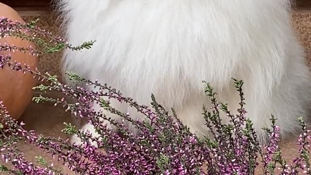 White fluffy dog feels happy