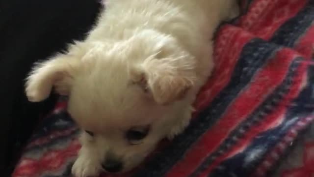 puppy playing :)