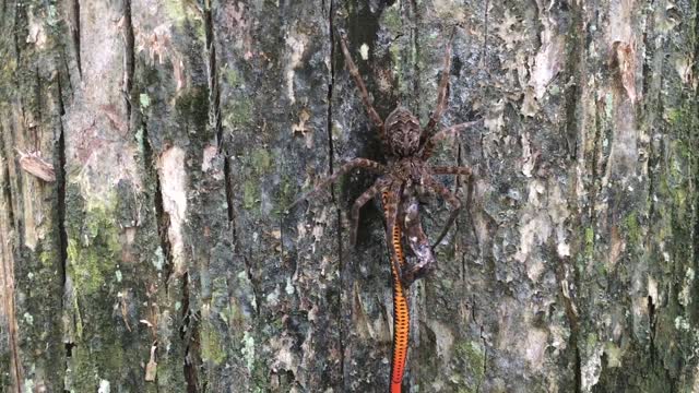 Fishing Spider Eating a Snake