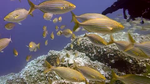 Fish in water amazing scen