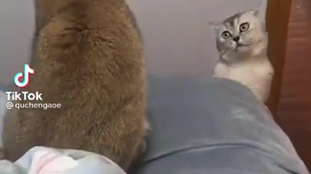 Funny Cat Playing with Toy Cars