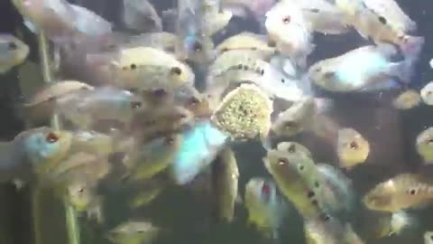 Flowerhorn Fry Update