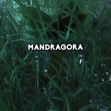 CIEKAWA ROŚLINA SKORCEL Z WIEDŹMINA 3 W PRAWDZIWYM ŻYCIU , CIEKAWOSTKA Z GRY WIEDŹMIN 3