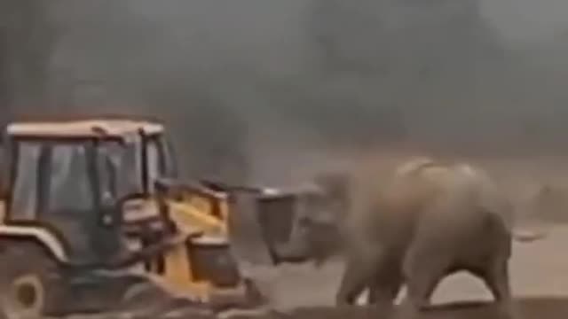 Elephant Vs JCB fight Hathi aur bulldozer Ki Ladai #shorts #topshort