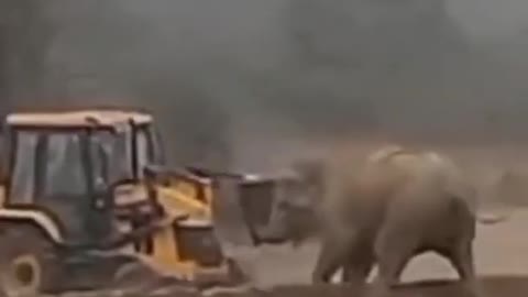 Elephant Vs JCB fight Hathi aur bulldozer Ki Ladai #shorts #topshort