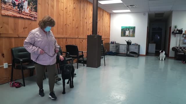 Teaching This Out Of Control Dog Some Manners,Awesome Tricks||