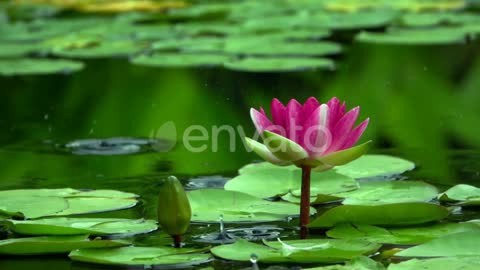 Little rocky river in the woods,Sunny day in a forest seen in detailBeautiful lotus flower in a lake