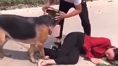 Smart dog 🐕 video 2021,2022