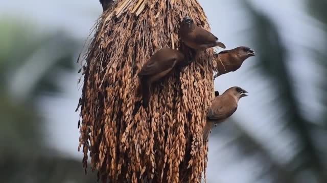 birds-on-nest-