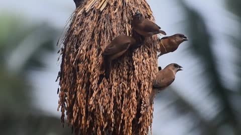 birds-on-nest-