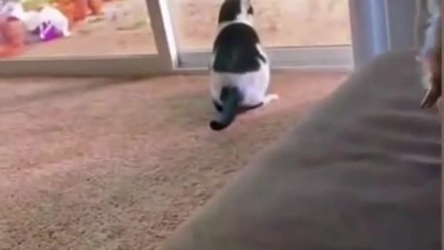 Funny Cat Video Compliation