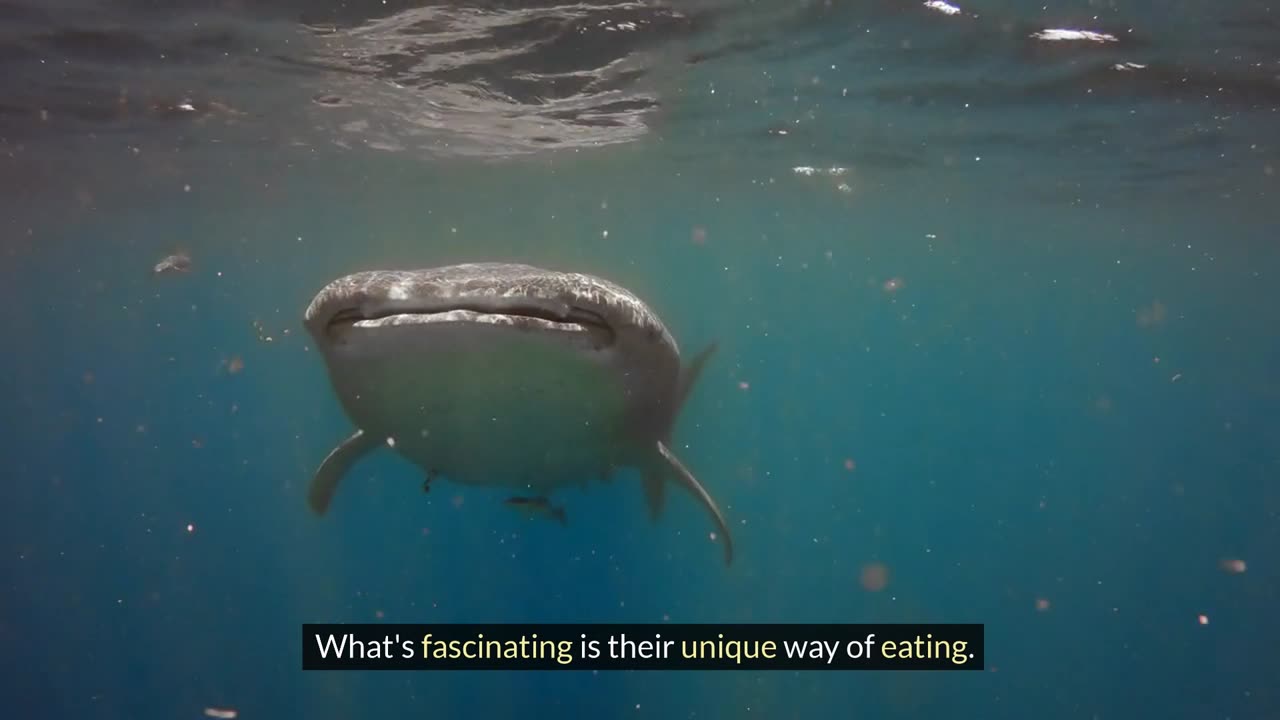 Unveiling The Mysteries Of Whale Sharks