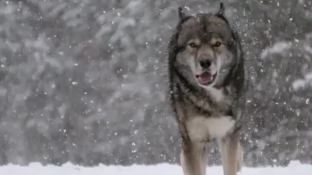 Happy wolf king running on the snow