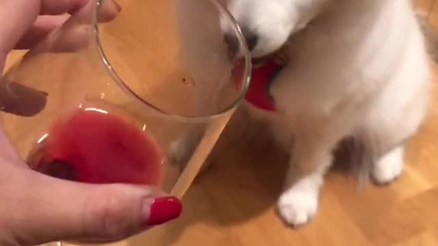 Dog wants to learn about wine