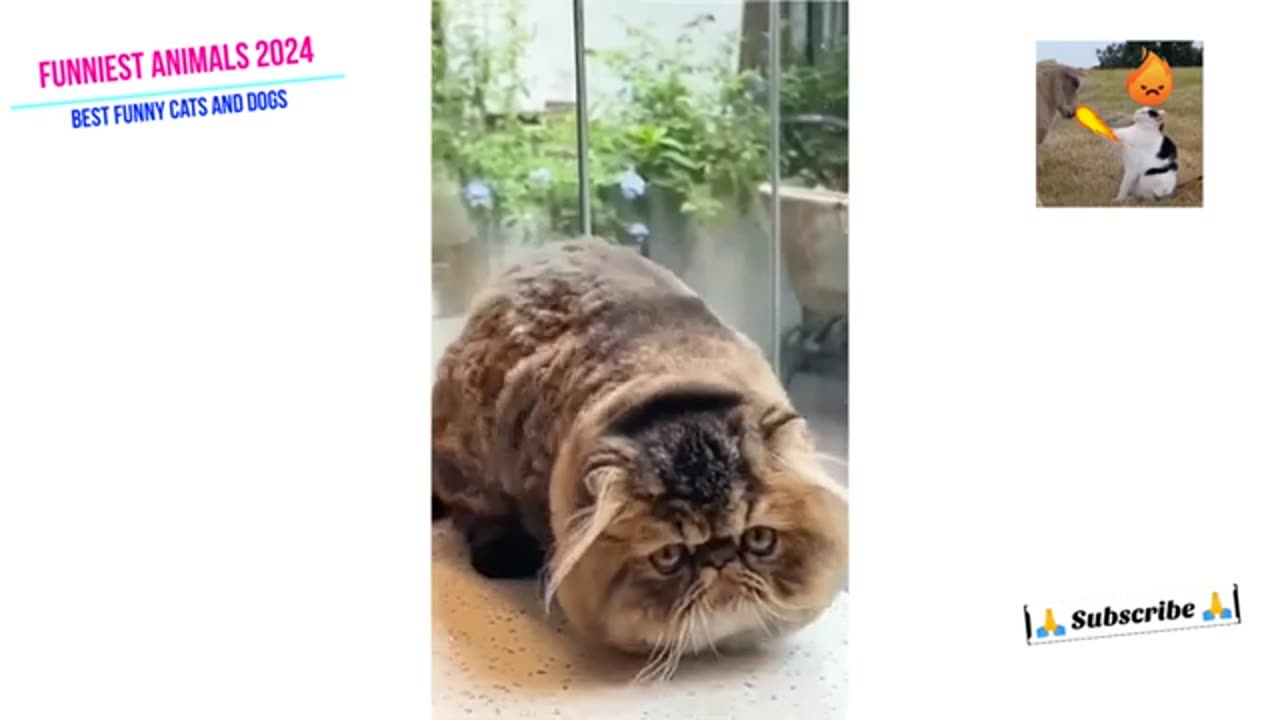 funny cat videos