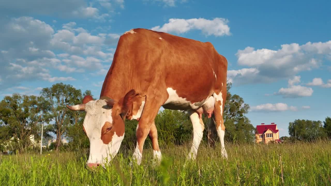 Slow Motion Milk Cow On Beautiful Meadow