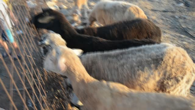 Cute sheep in Greece walk