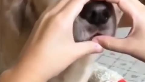 cute puppy