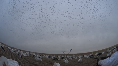 Saskatchewan Snow Goose Hunting